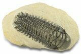 Detailed Crotalocephalina Trilobite - Atchana, Morocco #251050-1